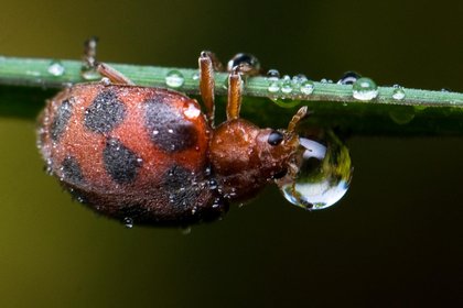 Catalogue photo bt-020