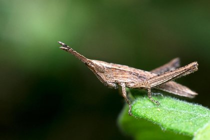 Catalogue photo or-008